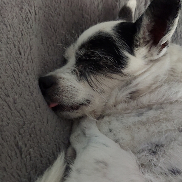 Rest In Peace - Picture 8 of 13